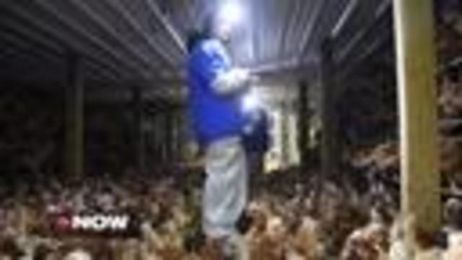 What are 'cage free' eggs? Likely not what you think