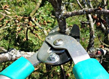 5 Ways To Prune Trees And Promote Growth