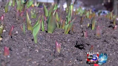 Highs and lows in temperature don't have huge effect on Pella tulips