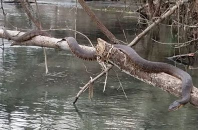 Central Texas Fisherman Stumbles Upon Massive Water Snake