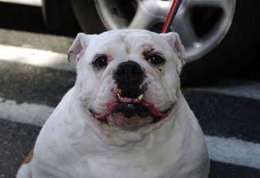 Keeping the Sparkle in Your Dog’s Smile!
