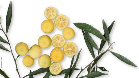 Three old trees might save the citrus industry