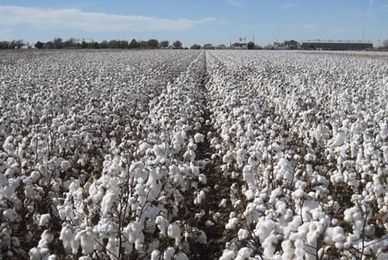 Research Shows Finer Raw Cotton Best for Oil Spill Cleanup