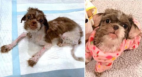 UPDATE:  Tiny, Starved Liz Has Made a Drastic Improvement