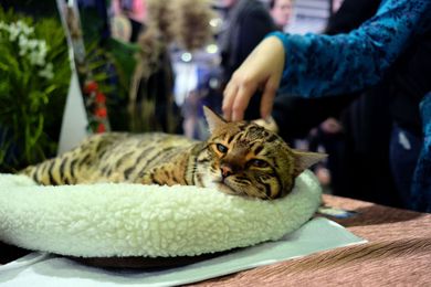 Cats May Soon Be Used For Search And Rescue