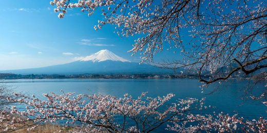Find out where you can see spring blossoms around the world