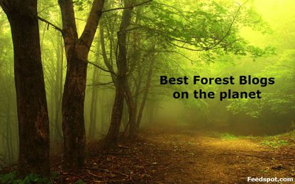 Top 75 Forest Blogs And Websites About Forestry