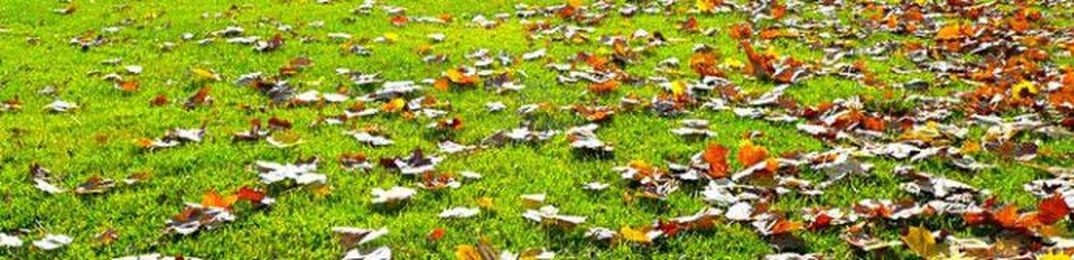 [Part 1] Planning for a Green Spring: Let Your Grass Breathe