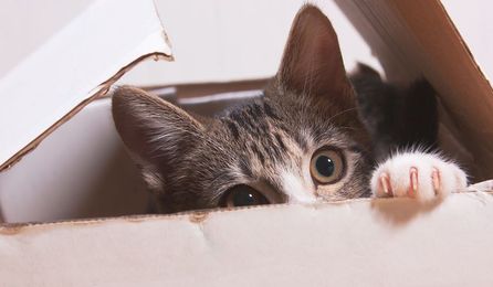 Top 5 Things You Don’t Want to Tell Your Vet (but Should!)