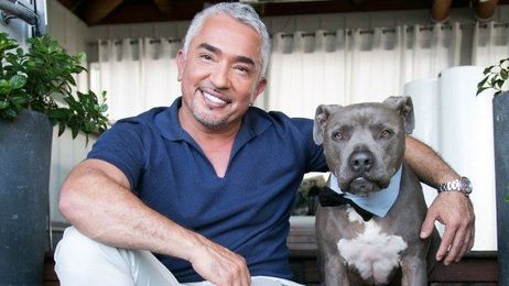 According to Cesar Millan, millennials shouldn’t adopt dogs because they are always on their phones