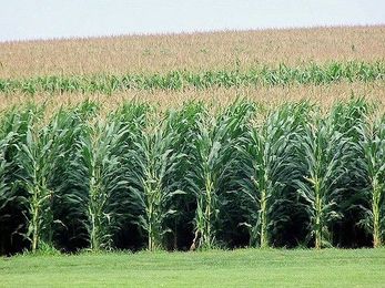 Build it and they will ask 'who the hell are you again?'