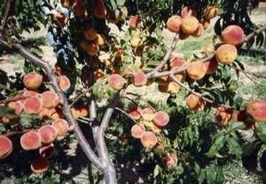 Cleaning up the orchard.