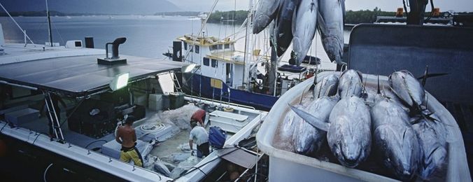 Fish Fraud: Is Your Seafood Mislabeled?