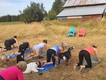 Our Friends At Goat Yoga Now Have Their Own Beer!