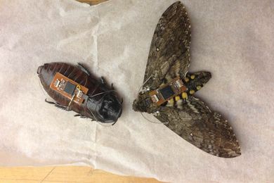 How cyborg insects could save lives and stop our enemies