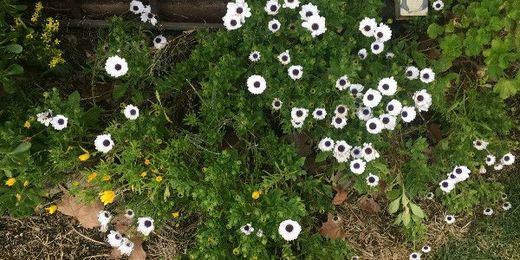 The Witching Herbs: The Secret Life of Perennials