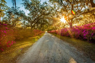 You've Got to See These Photos of Azaleas at Bonaventure Cemetery