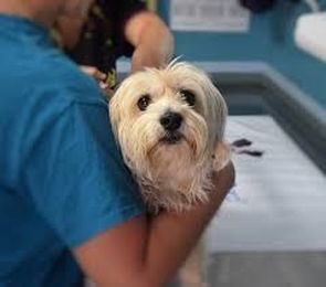 Animal Pharmacy: A Career To Consider On Graduating A Pharmacy Tech Program