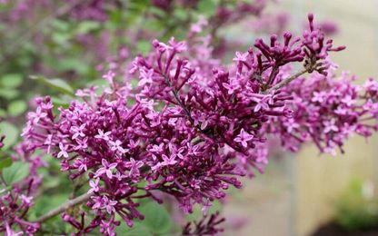 are big again in home landscapes