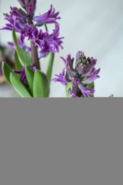 Gifts From The Garden: Hostess Hyacinths