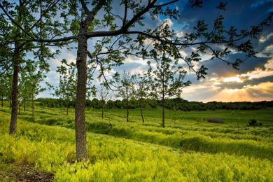 Climate and Economic Benefits of Agroforestry Systems