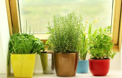 Apartment Gardening: 3 Ways to Bring In the Outdoors