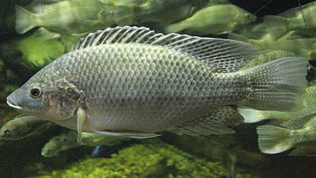 Genetic Key to Salt-Tolerance Discovered in Tilapia Fish