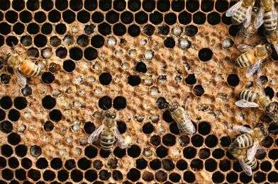 Should you try to save a failing colony?