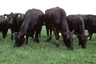 Power Plants: Scientists Look at Tannins to Reduce Cows Burps