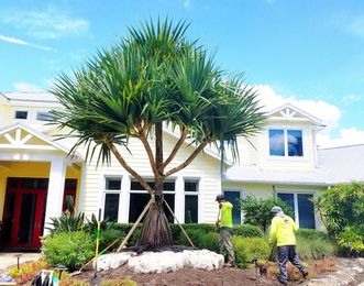 Add A Twist To Your Sarasota Landscape With A Screw Pine