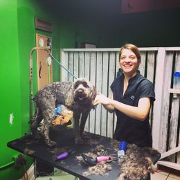 Get your Dog Pampered in our Dog Spa