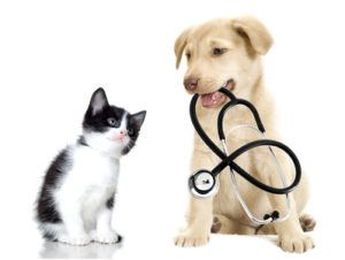 Regular Veterinary Visits Are Important For Your Pets
