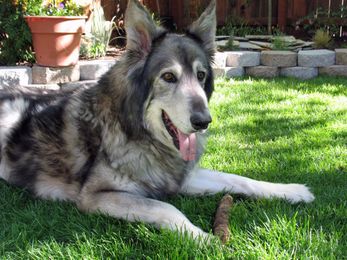 Wolf-dogs: Do hybrids make good family pets?