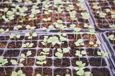 Reasons to start your garden by seed