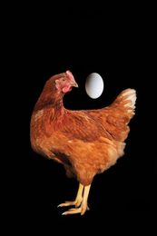 Lab-Grown Chicken Nuggets May Be Coming to a Supermarket Near You