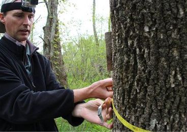 Can One Tree In The Adirondacks Help Save The American Elm Population?