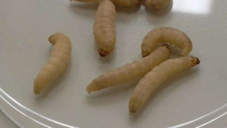 Could GM moth larvae reduce animal testing?