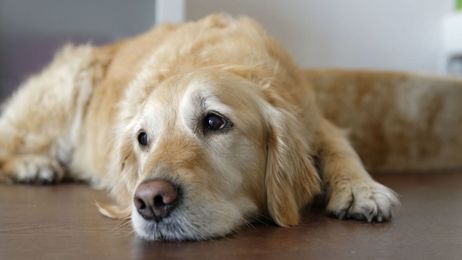 More and more dogs are contracting a deadly bacterial disease