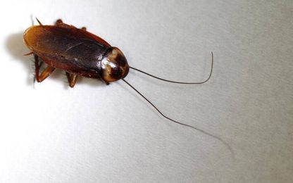 Which Miami-Dade restaurants do the roaches prefer?