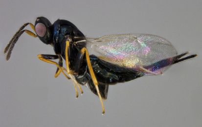 Canadian researchers successfully raise wasps that kill the emerald ash borer