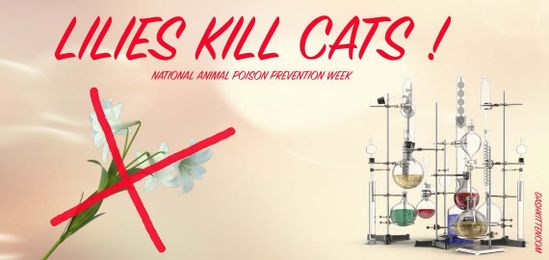 Remove Lillies from your Life Entirely!