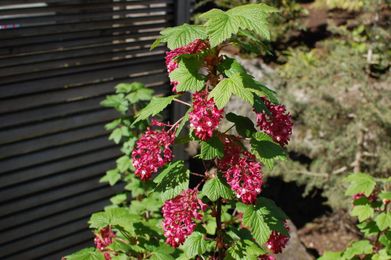 5 Portland Nurseries You Have To Know About