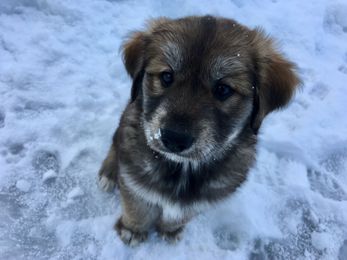 Adopting a Pet Online Can Be Ruff