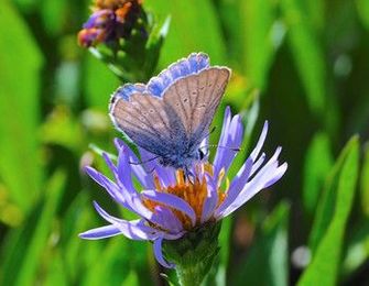 Become a Northwest Naturalist
