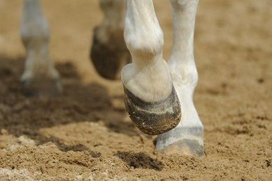 How the Horse in Motion Relates to Trimming and Shoeing