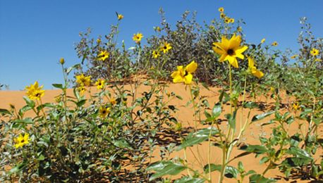 Wild sunflowers provide resilient diversity