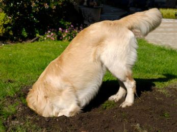 Dig This! Ways to Save Your Yard from Canine Excavating Projects