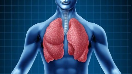 Unexpected new lung function discovered: Making blood