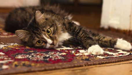 Ensuring a Better Life for Your Area Rugs