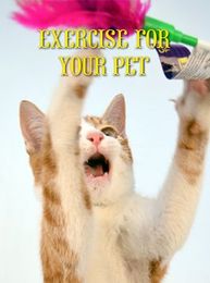 Exercise for Your Pet: Cats